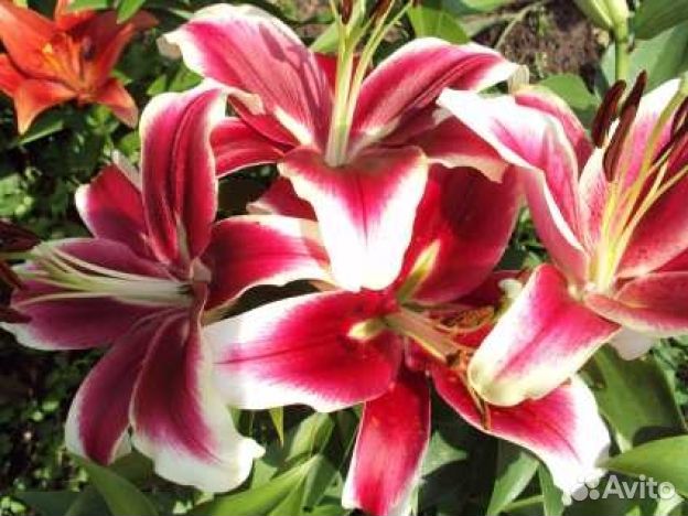 Лилии луковицы