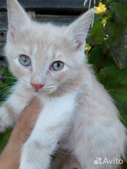 В добрые руки