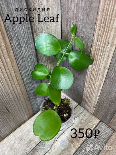 Дисхидия apple leaf