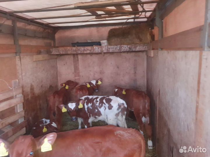 Телята бычки тёлки бесплатно доставка