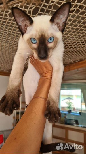 Ориентальные котята 4 мес