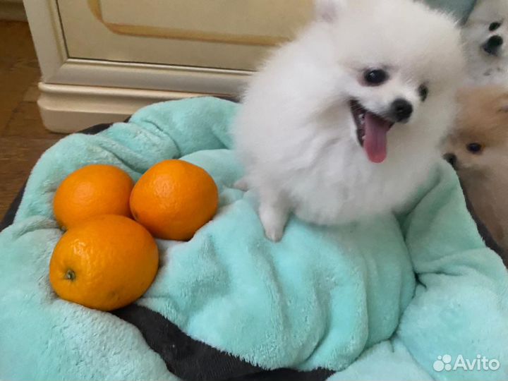 Собака шпиц померанский