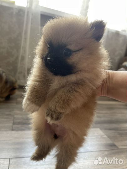 Померанский шпиц