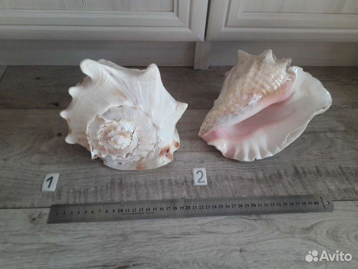 Ракушка большая 23см морская раковина