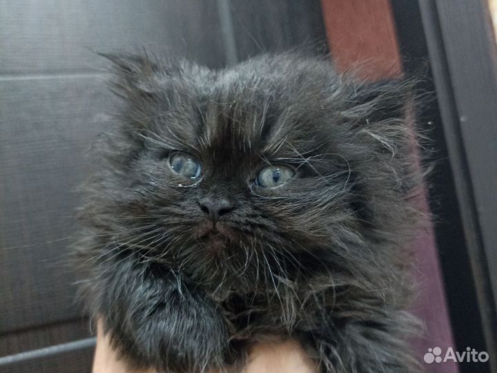 Персидские котята