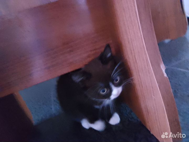 Котята дворовые