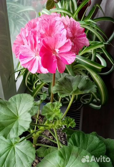 Пеларгония герань