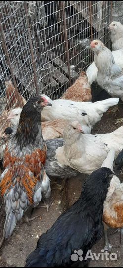 Петухи породистые