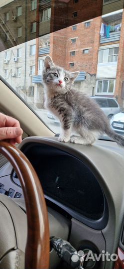 В добрые руки котенка