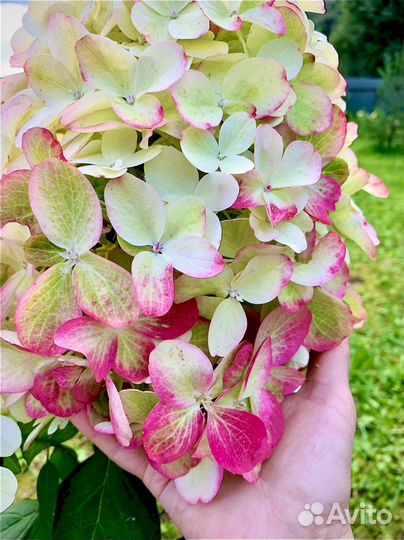 Гортензия bonfire бонфаер