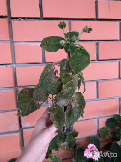 Колерия