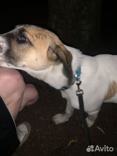 Нашла собаку