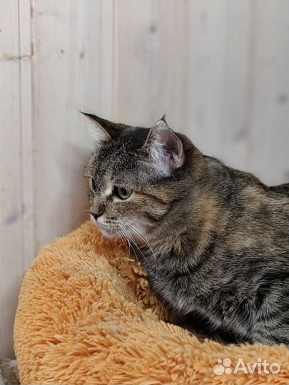 Помогите кошке не оказаться на улице. Нужен дом