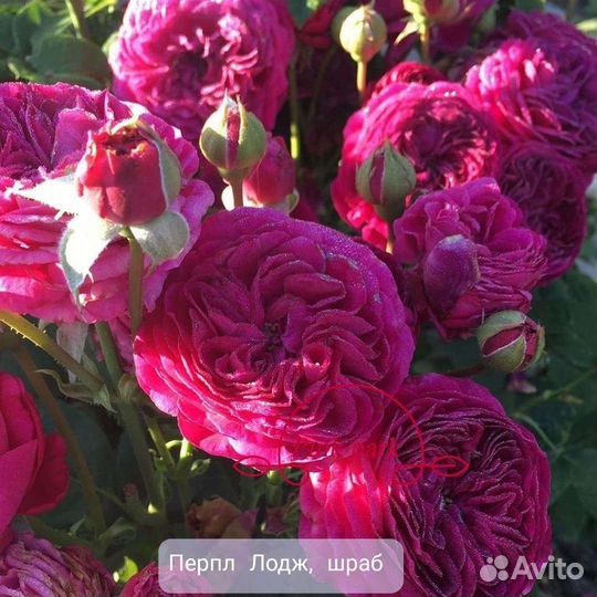 Саженцы роз