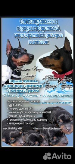 Щенки цвергпинчера мини доберман