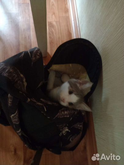 Отдам бесплатно