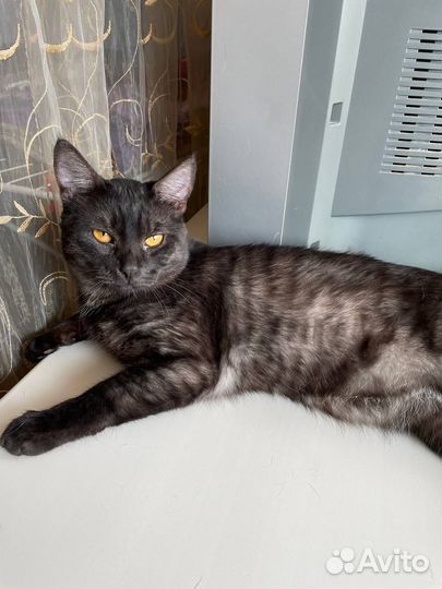 Кастрированные коты