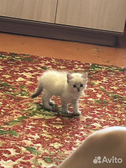Котята