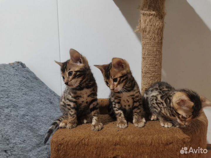 Бенгальские котята