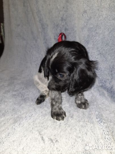 Русский спаниель