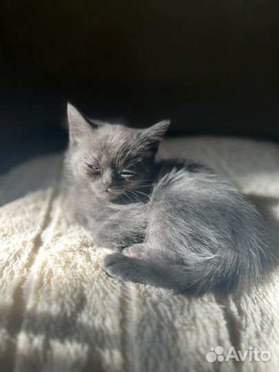 Шотладский котенок девочка