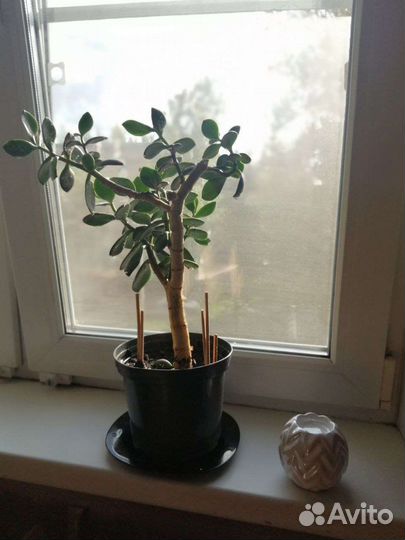 Толстянка (денежное дерево, долларовое дерево)