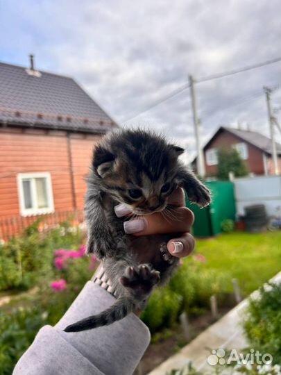 Котята в добрые руки даром бесплатно