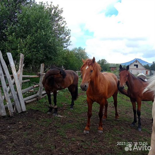 Лошадь жеребец