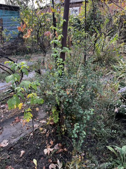 Дом 50 м² на участке 4 сот.