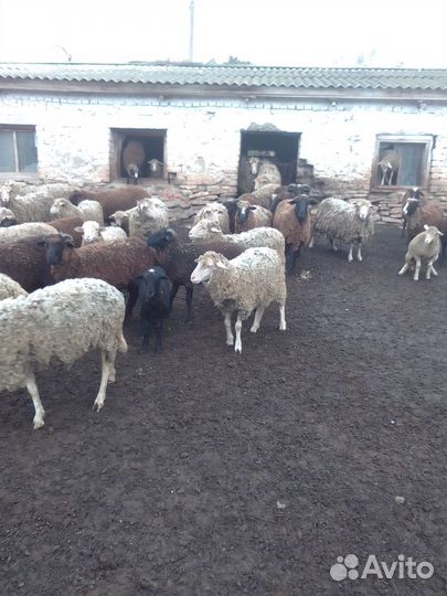 Овцы бараны ягнята