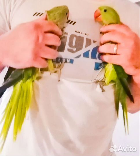 Попугай монах квакер, Александрийский(Пирурра) пте