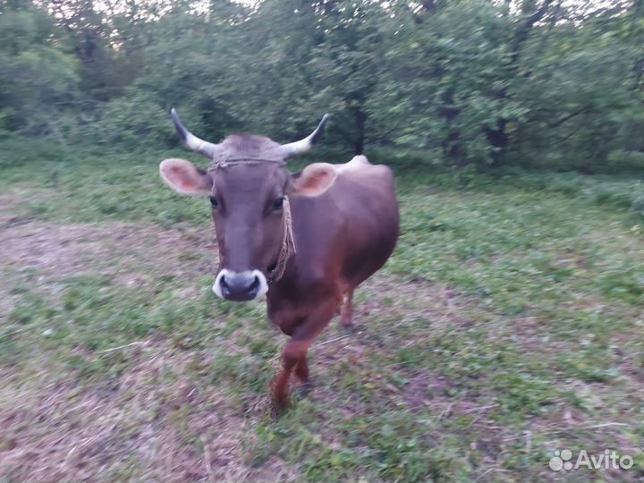 Корова дойная и телка