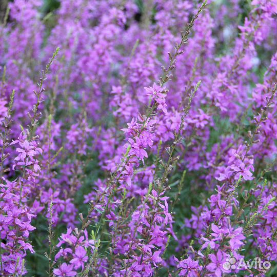 Дербенник иволистный