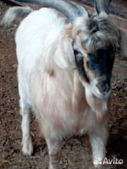 Нубийский козлик обмен