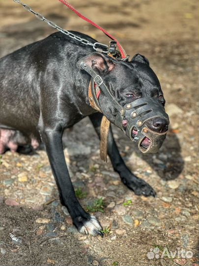 Собака питбуль