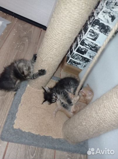 Кошки мейн-кун метис