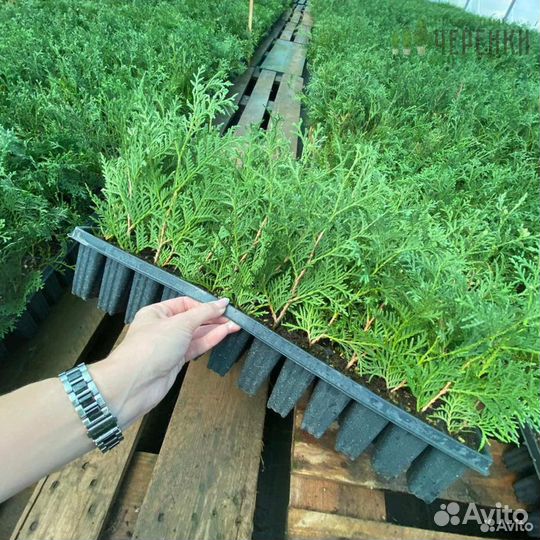 Туи в кассетах оптом