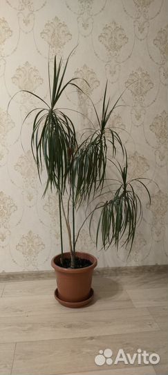 Пальма драцена