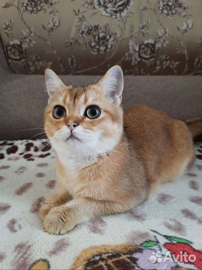 Котик золотой британец