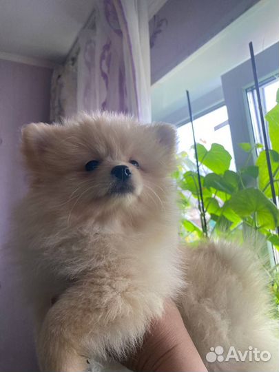 Щенки шпица