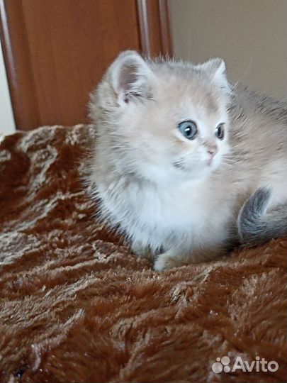 Британская