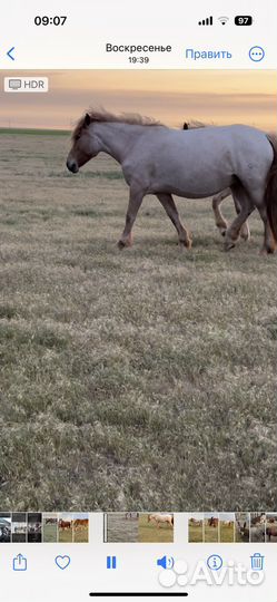 Тяжеловозы кобылы и жеребчики 2022г