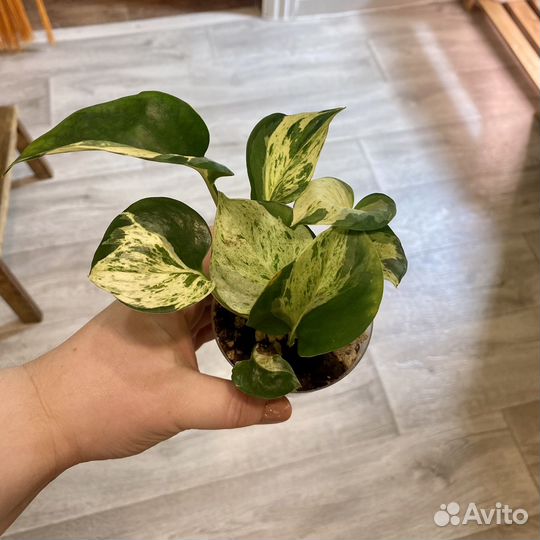 Эпипремнумы