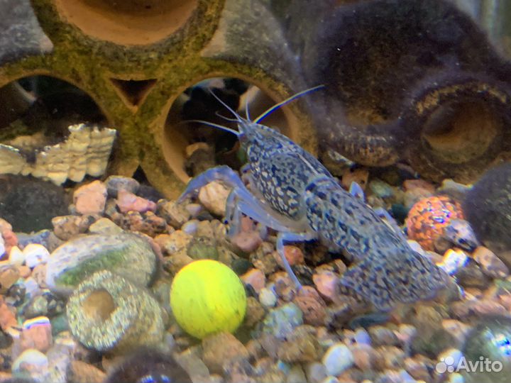 Синие раки 5-10см