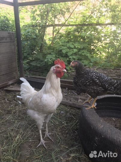 Молодые петушки