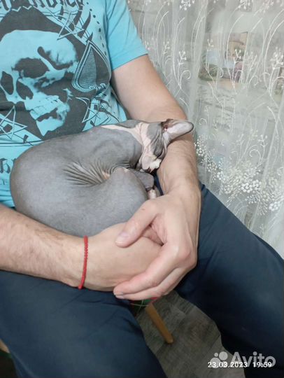 Канадский сфинкс