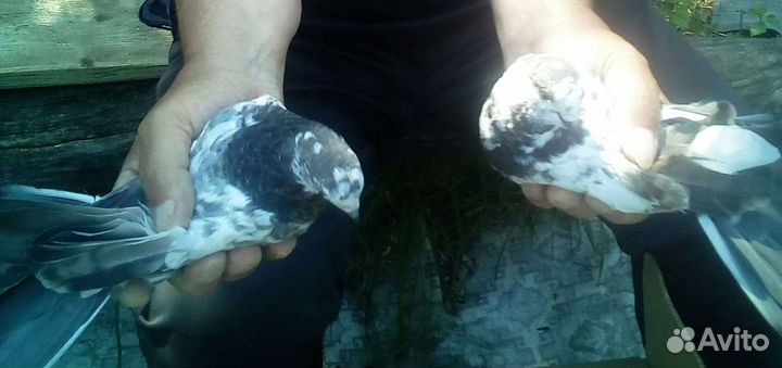 Продажа голубей