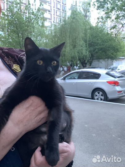 Кошка