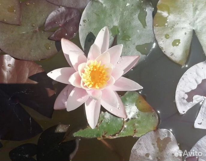 Нимфеи для пруда