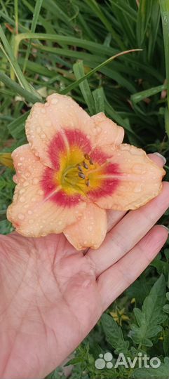 Лилейники сортовые